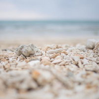 砂浜に打ち上げられた珊瑚と貝殻の写真