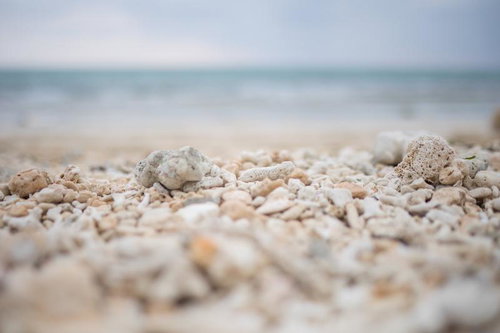 砂浜に打ち上げられた珊瑚と貝殻