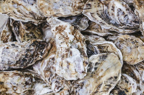 殻付き牡蠣の詰め合わせ