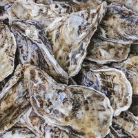 盛りだくさんの殻付き牡蠣 - 新鮮な生牡蠣の食材の写真