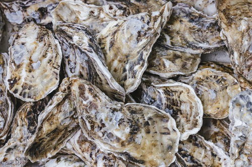 盛りだくさんの殻付き牡蠣 - 新鮮な生牡蠣の食材