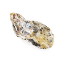 殻付き生牡蠣の一粒 クリーム色と濃い茶色の貝殻の写真