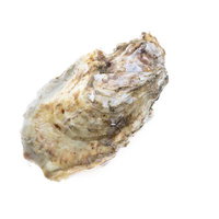 殻から溢れる生牡蠣の新鮮な身と質感、濃厚な風味を引き出す高級食材の写真