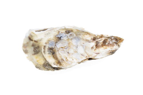 牡蠣殻付き牡蠣の鮮やかさと切り抜きの芸術