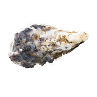 殻付き牡蠣の断面と外殻の構造の写真