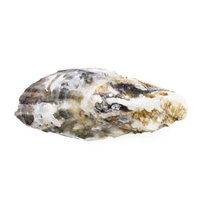 殻付き生牡蠣の切り抜きの写真