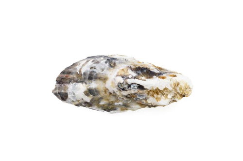 殻付き生牡蠣の切り抜き