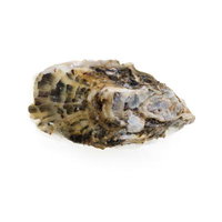 白い殻が部分的に剥がれた牡蠣の殻の写真