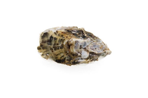 白い殻が部分的に剥がれた牡蠣の殻