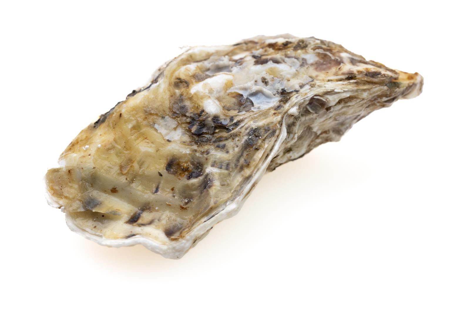 白背景に置かれた牡蠣の殻