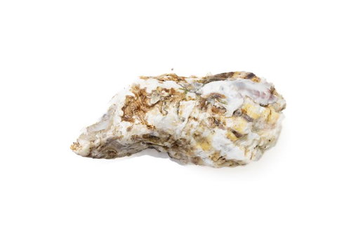 白背景に置かれた殻付き牡蠣の標本