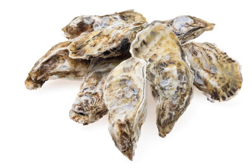 白い殻が目立つ山積みの殻付き牡蠣、新鮮な海産物の写真