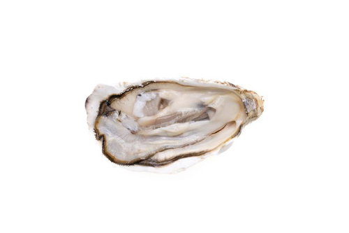 牡蠣殻の美学と新鮮な牡蠣の鮮やかさ