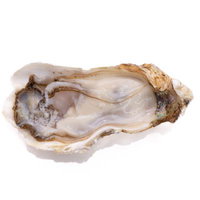 生牡蠣の殻をあけた新鮮な牡蠣の身と貝柱の写真