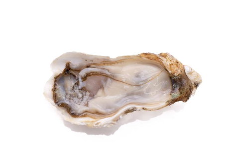 生牡蠣の殻をあけた新鮮な牡蠣の身と貝柱