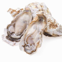 殻付き牡蠣を開いた瞬間の新鮮な生ガキの写真