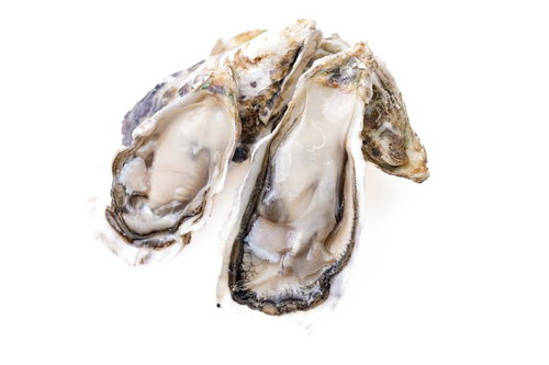 旬の生牡蠣3個の白背景での断面と風合い、貝殻の模様