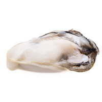 白い身が光る生牡蠣の殻付きの写真