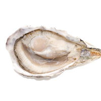 白い殻の小ぶりな殻付き生牡蠣、半開きで身が見えるの写真