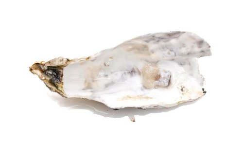 牡蠣殻のアップ（白背景・スタジオ撮影）の写真