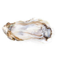 殻付き牡蠣の断面を白背景に切り抜いた食材の写真