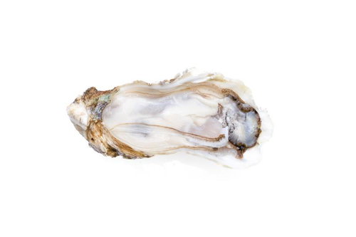 殻付き牡蠣の断面を白背景に切り抜いた食材