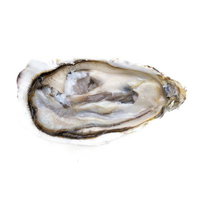 殻付き生牡蠣のフラットレイの写真