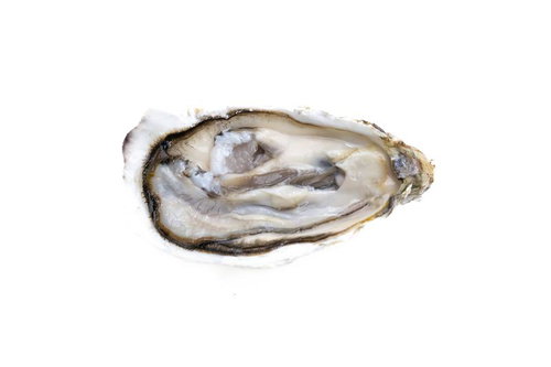 殻付き生牡蠣のフラットレイ