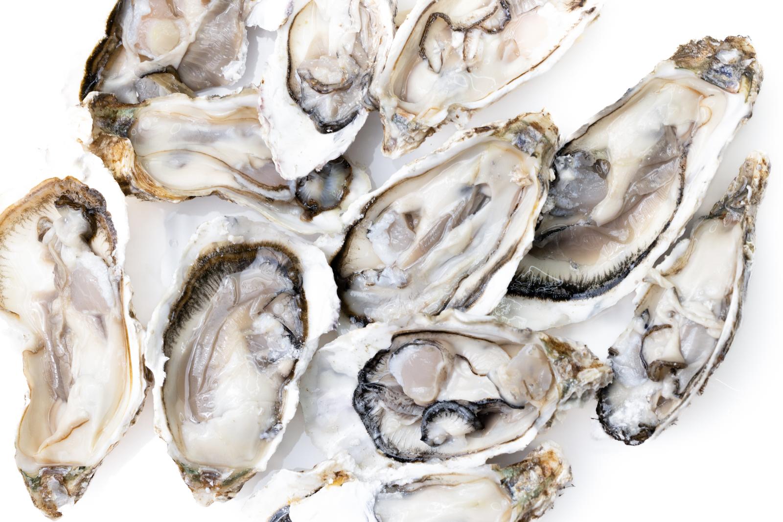 Freshly shucked oysters on a white background