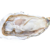 殻付きの生牡蠣の写真