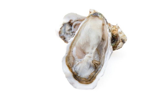 殻付きの生牡蠣と切り抜きの美学 白背景の海産物