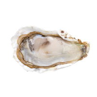 切り抜かれた牡蠣殻付き生牡蠣の魅力の写真