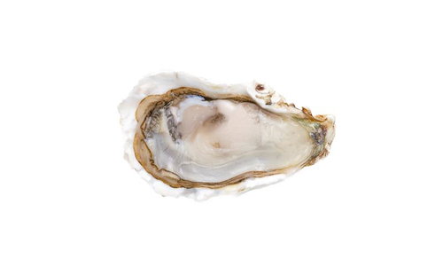 切り抜かれた牡蠣殻付き生牡蠣の魅力