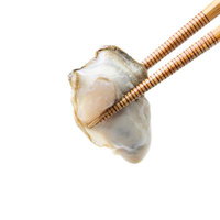 竹製の箸で摘まんだ新鮮な生牡蠣の写真