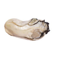 白い殻から剥き出した新鮮な牡蠣の身、光沢のある淡いベージュ色の写真