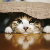 座布団の下に潜む猫の様子 キジ白猫が隠れる可愛らしい瞬間の写真