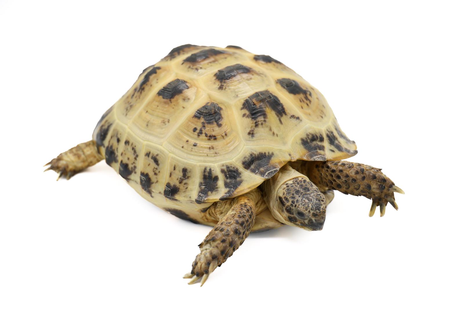 黄色と黒の甲羅を持つロシアリクガメが白い背景の上を歩いている［モデル：牧野末吉］