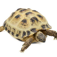 よちよちと歩くロシアリクガメの姿勢と歩行の様子の写真