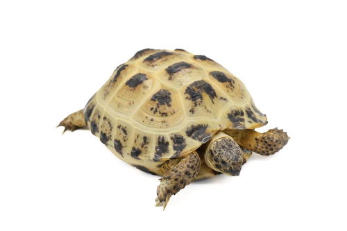 ロシアリクガメの甲羅と脚、頭部のアップ