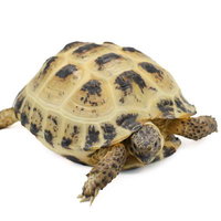 白地の背景に映るロシアリクガメの切り抜きの写真