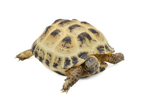 白地の背景に映るロシアリクガメの切り抜き