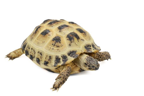 ロシアリクガメの甲羅と脚の特徴的な姿勢と生態