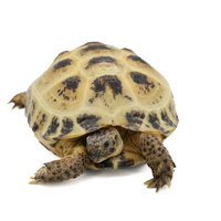 小さなロシアリクガメの正面向きの写真