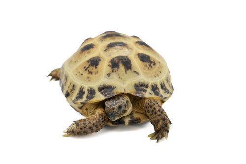 小さなロシアリクガメの正面向き