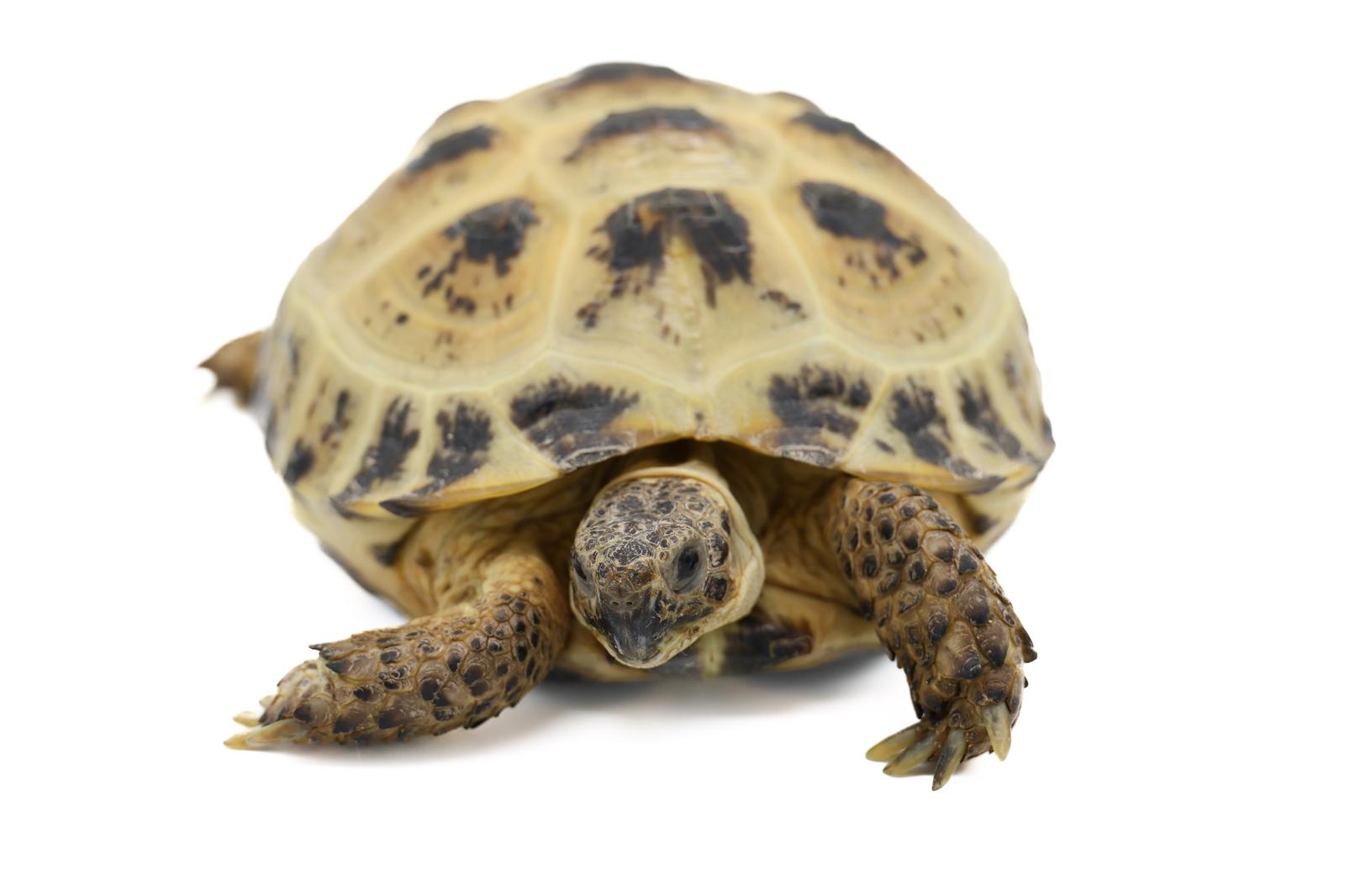 黄色と黒の模様のロシアリクガメが正面を向いて歩いている［モデル：牧野末吉］