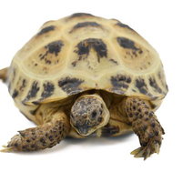 ロシアリクガメの正面顔と甲羅、黄色と黒の模様の写真