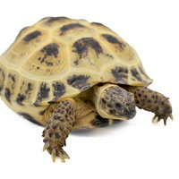 よちよち歩く小さなロシアリクガメの子どもの写真