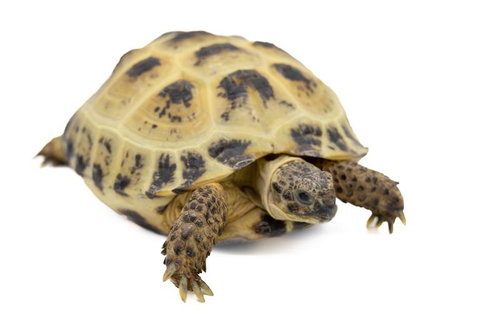 よちよち歩く小さなロシアリクガメの子ども