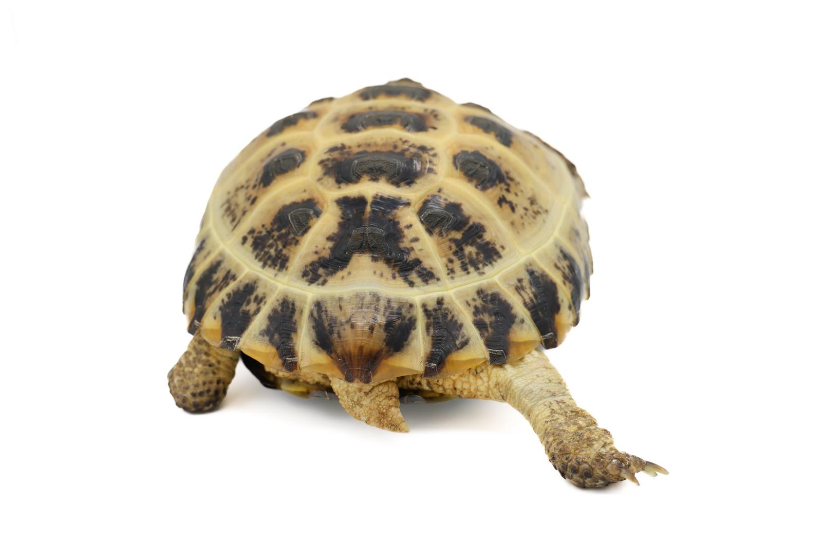 白い背景の前で立つリクガメの後ろ姿。黄色と黒い模様の甲羅が見える［モデル：牧野末吉］