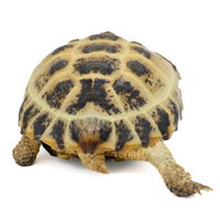 リクガメの甲羅を見せるおしり側の全身姿の写真